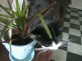 Cats do some trimming Cats do some trimming