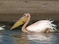 Kenya, lake Nakuru (KTZ-4)