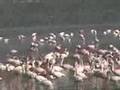 Kenya, lake Nakuru (KTZ-4)