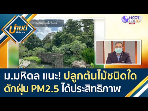 ม.มหิดล แนะ! ปลูกต้นไม้ชนิดใด ดักฝุ่น PM2.5 ได้ประสิทธิภาพ | บ่ายนี้มีคำตอบ (17 ก.พ. 64)