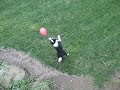 BORDER COLLIE BOUNCING BALLOON