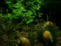 Aquarium planted with natural inspired aquascaping in rivers of Serra da Bodoquena  MS  Brazil  Aquário natural plantado com aquascaping inspirado nos rios da Serra da Bodoquena  MS  Brasil 