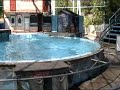 first part of hershey park wayer play with walrises
