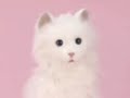 Werbespot zu Yume Neko Smile - Video: YouTube
