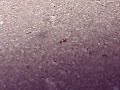 The Ant that once lived.