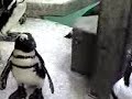 Pinguine im Zoo Hannover Pinguine im Zoo Hannover