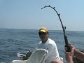 387 plus lbs Yellowfin tuna definitely the new world record 387 plus lbs Yellowfin tuna definitely the new world record