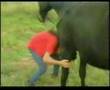 asteio video