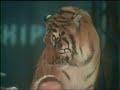 Tiger Lady