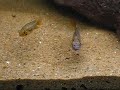 Angry Apistogramma Cacatuoides