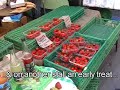 Islington Farmers Market