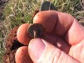 metal detecting Saving History: Episode7-HuntedOutCamp