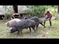 Damian y el Toyo - crianza de chanchos
