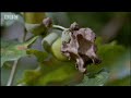 Oak tree and wasp eggs - Life in the Undergrowth - BBC Attenborough