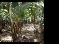 Click here to watch this video Tenerife Green & Blue Experience
