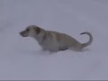 Spring Blizzard in Anchorage! Spring Blizzard in Anchorage!