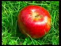 Cechomor - Zlocin Cechomor - Zlocin