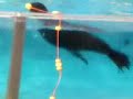 aquarium_3_ aquarium_3_