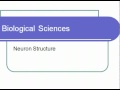 Biological Sciences Neuron Structure