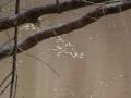 videos de Divide Creek Seep 2008 -- 8-minute expression in beaver pond