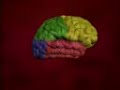 Nervous System Diseases - Stroke (Part 2)  Stroke Brain and Nervous System