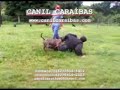 canilcaraibas.com