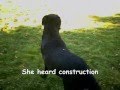 videos de Kung Fu Pups:Behind the Scene Secrets