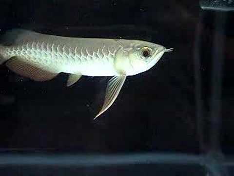 Scleropages formosus