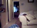 ボール猫動画