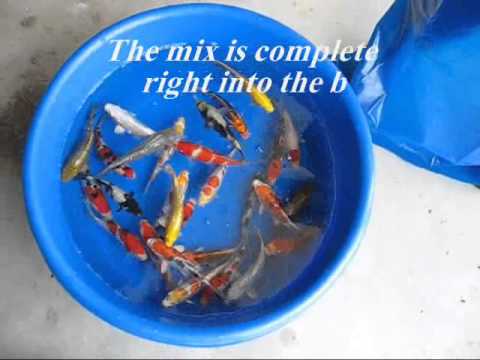 Madankoi Bio Secure Koi April 2013