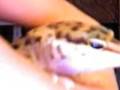 sassy the leopard gecko