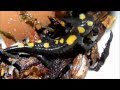 Hunting Salamandra Algira Tingitana Youngster