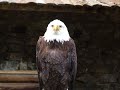donjon-des-aigles.html