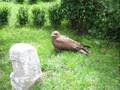 Donjon des Aigles