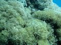 soft coral