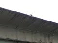 oiseaux chauds sexualité