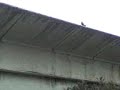 oiseaux chauds sexualité