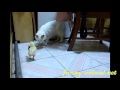 Chick and cat fighting over squid 