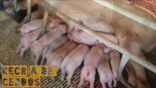 Recría de cerdos