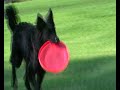 Cisko BestMudi Playing Frisbee