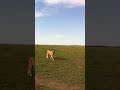 Lion At , Kenya