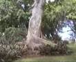 Vacances en Guadeloupe mars 2007