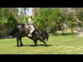 FRISIAN T EXTRAÑO