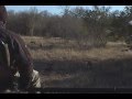 Wild Dogs at Lion Sands