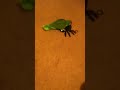 Bird attack a spider
