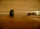 Ant queen Ant queen