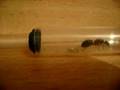 Ant queen