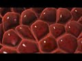 www dnatube com rnai interference video