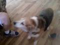 videos de Puppy Playing