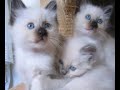 les chatons ont bientôt 2 mois